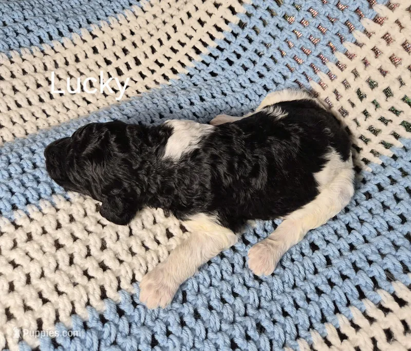 Lucky – Goldendoodle, Poodle - Standard  puppy for sale in Scarbro, WV