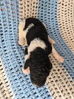 Lucky, a male Goldendoodle and Poodle - Standard  for sale in Scarbro, WV – 3 of 5