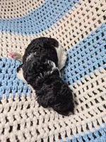 Abby, a female Goldendoodle and Poodle - Standard  for sale in Scarbro, WV – 3 of 6