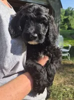 Rex F1B, a male Goldendoodle and Poodle - Standard  for sale in Scarbro, WV – 1 of 7