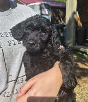Sassy F1B, a female Goldendoodle for sale in Scarbro, WV – 3 of 5