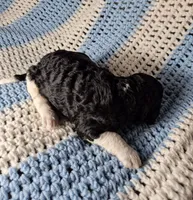 Bandit, a male Goldendoodle and Poodle - Standard  for sale in Scarbro, WV – 3 of 5