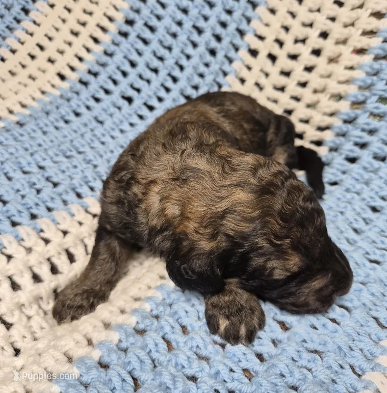 Eva F1B – Goldendoodle, Poodle - Standard  puppy for sale in Scarbro, WV