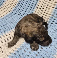 Eva F1B, a female Goldendoodle and Poodle - Standard  for sale in Scarbro, WV – 1 of 7