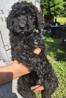 Lola F1B, a female Goldendoodle and Poodle - Standard  for sale in Scarbro, WV – 5 of 7