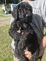 Willow F1B, a female Goldendoodle and Poodle - Standard  for sale in Scarbro, WV – 5 of 5