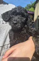 Sassy F1B, a female Goldendoodle for sale in Scarbro, WV – 2 of 5