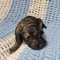 Eva F1B, a female Goldendoodle and Poodle - Standard  for sale in Scarbro, WV – 4 of 7