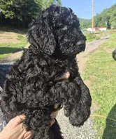 Wall-e F1B, a male Goldendoodle and Poodle - Standard  for sale in Scarbro, WV – 5 of 5