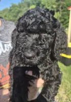 Wall-e F1B, a male Goldendoodle and Poodle - Standard  for sale in Scarbro, WV – 1 of 5