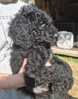 Willow F1B, a female Goldendoodle and Poodle - Standard  for sale in Scarbro, WV – 3 of 5