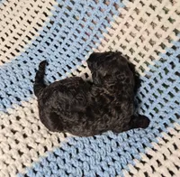 Rocky, a male Goldendoodle and Poodle - Standard  for sale in Scarbro, WV – 2 of 8
