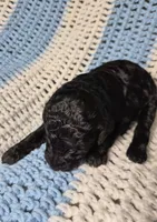 Candy, a female Goldendoodle and Poodle - Standard  for sale in Scarbro, WV – 6 of 6