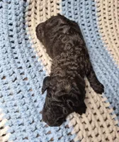 Rocky, a male Goldendoodle and Poodle - Standard  for sale in Scarbro, WV – 5 of 8