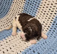 Molly, a female Goldendoodle and Poodle - Standard  for sale in Scarbro, WV – 4 of 9