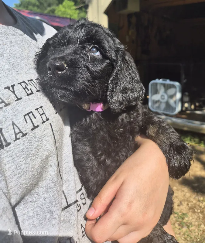 Sassy F1B – Goldendoodle puppy for sale in Scarbro, WV
