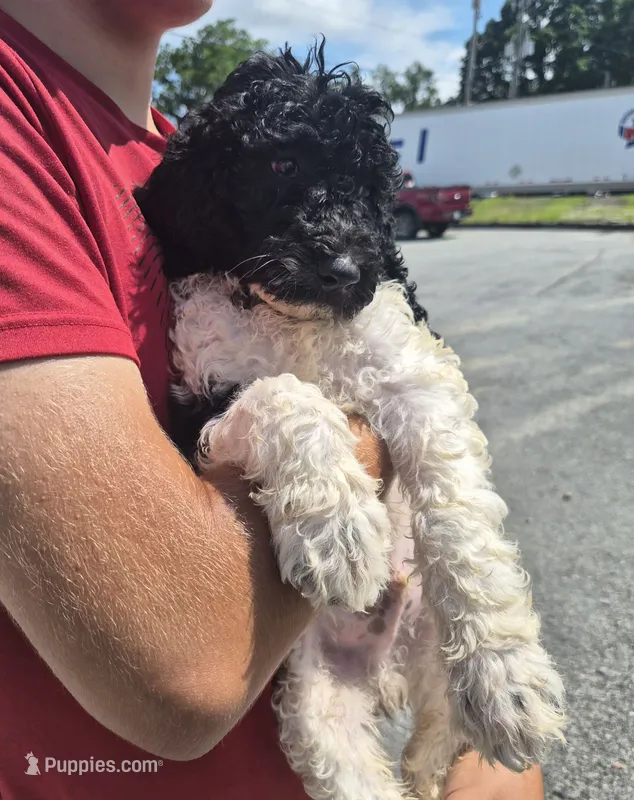 Lucky – Goldendoodle, Poodle - Standard  puppy for sale in Scarbro, WV