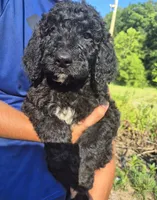 Hank F1B, a male Goldendoodle and Poodle - Standard  for sale in Scarbro, WV – 2 of 5