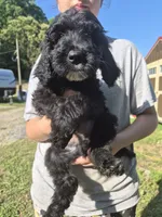 Rex F1B, a male Goldendoodle and Poodle - Standard  for sale in Scarbro, WV – 7 of 7
