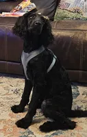 Bam Bam F1B, a female Goldendoodle for sale in Scarbro, WV – 4 of 4