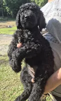 Willow F1B, a female Goldendoodle and Poodle - Standard  for sale in Scarbro, WV – 4 of 5