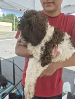 Molly, a female Goldendoodle and Poodle - Standard  for sale in Scarbro, WV – 1 of 4