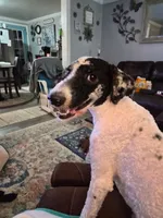 Orbi, a male Poodle - Miniature  for sale in Scarbro, WV – 2 of 2