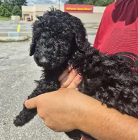 Candy, a female Goldendoodle and Poodle - Standard  for sale in Scarbro, WV – 2 of 4