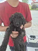 Rocky F1BB, a male Goldendoodle and Poodle - Standard  for sale in Scarbro, WV – 2 of 5