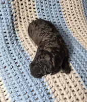Rocky, a male Goldendoodle and Poodle - Standard  for sale in Scarbro, WV – 3 of 8