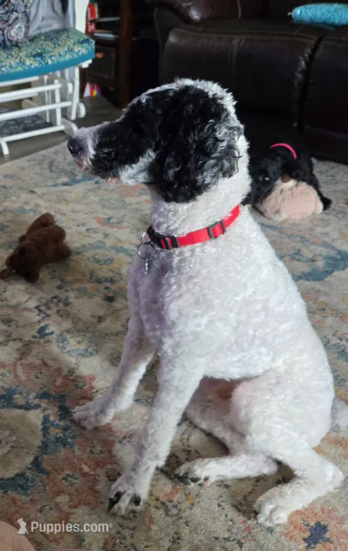 Orbi – Poodle - Miniature  puppy for sale in Scarbro, WV