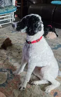 Orbi, a male Poodle - Miniature  for sale in Scarbro, WV – 1 of 2