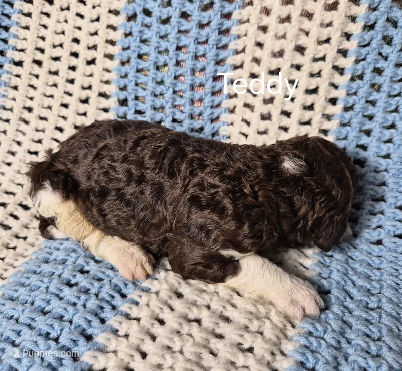 Teddy – Goldendoodle, Poodle - Standard  puppy for sale in Scarbro, WV
