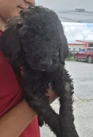 Rocky F1BB, a male Goldendoodle and Poodle - Standard  for sale in Scarbro, WV – 3 of 5