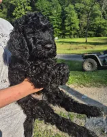 Buddy F1B, a male Goldendoodle and Poodle - Standard  for sale in Scarbro, WV – 5 of 6