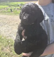 Ellie F1B, a female Goldendoodle and Poodle - Standard  for sale in Scarbro, WV – 4 of 5