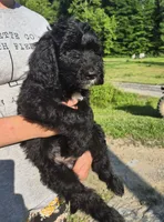 Buster F1B, a male Goldendoodle and Poodle - Standard  for sale in Scarbro, WV – 3 of 6