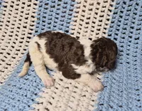 Molly, a female Goldendoodle and Poodle - Standard  for sale in Scarbro, WV – 3 of 9