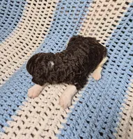 Teddy, a male Goldendoodle and Poodle - Standard  for sale in Scarbro, WV – 4 of 6