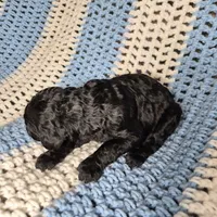 Candy, a female Goldendoodle and Poodle - Standard  for sale in Scarbro, WV – 3 of 6