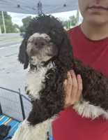 Teddy, a male Goldendoodle and Poodle - Standard  for sale in Scarbro, WV – 6 of 6