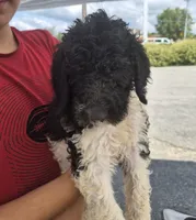 Abby F1BB, a female Goldendoodle and Poodle - Standard  for sale in Scarbro, WV – 6 of 7