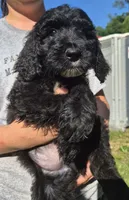 Rex F1B, a male Goldendoodle and Poodle - Standard  for sale in Scarbro, WV – 6 of 7
