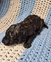 Rocky, a male Goldendoodle and Poodle - Standard  for sale in Scarbro, WV – 8 of 8