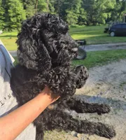 Buddy F1B, a male Goldendoodle and Poodle - Standard  for sale in Scarbro, WV – 4 of 6
