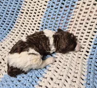 Molly, a female Goldendoodle and Poodle - Standard  for sale in Scarbro, WV – 2 of 9