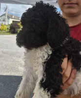 Abby F1BB, a female Goldendoodle and Poodle - Standard  for sale in Scarbro, WV – 5 of 7