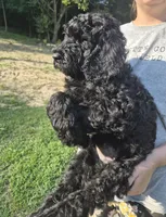 Buddy F1B, a male Goldendoodle and Poodle - Standard  for sale in Scarbro, WV – 3 of 6