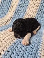 Bandit, a male Goldendoodle and Poodle - Standard  for sale in Scarbro, WV – 5 of 5