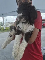 Teddy, a male Goldendoodle and Poodle - Standard  for sale in Scarbro, WV – 4 of 6
